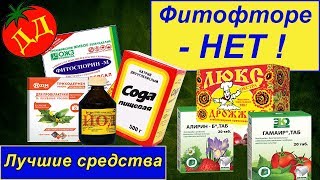 ЛУЧШИЕ СРЕДСТВА от фитофторы