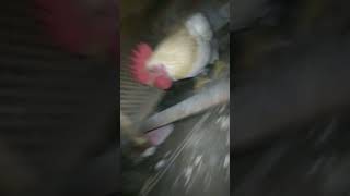 ikut join pake ayam ku #ikut #join #trend #jedagjedug #ayam #jenggerayam #shorts