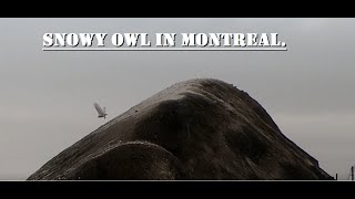 snowy owl in montreal