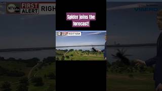 Weatherman encounters spider! #shorts #bloopers #news
