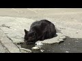 【地域猫】相島ねこめぐり・玄界灘に浮かぶ小さな猫の島