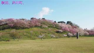 秋田、井川町、日本国花苑、さくら散歩３