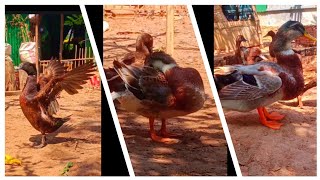 ទាសំពៅតៃវ៉ាន់🐥🐤🥰