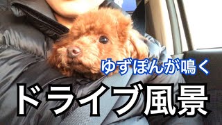 普段は一言も発しない犬が鳴く理由【トイプードルのゆずぽん】