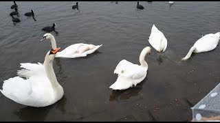 追い出し完了も近い 20171118　手賀川浅間橋上流のハクチョウ　ラッキー親子　白鳥スワンSWANS