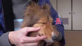 【可愛いシェルティ】犬の豆知識　顔立ちが違う、短頭種Cute Sheltie:Short head species