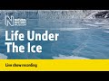 What Survives Under the Ice in Antarctica? | Live Talk with NHM Scientist