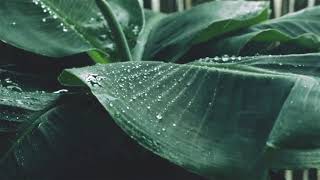 ONE HOUR RAINING SOFT MUSIC WATER DROPS FALLING FRESH MIND RELAX AND PEACE