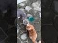 MASIH AJA NIH BOCIL BEREBUT BAPAK #cat #kucingmager #kucingmeong #shortvideo #shorts #kucing