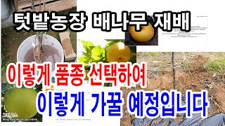 텃밭농장 배나무 재배. -이렇게 품종 선택하여, 이렇게 심어서, 이렇게 가꿀 예정입니다.(과수 재배, 배나무 가꾸기. 배나무 수형, 배상형보다 팔매트형으로 재배하기. 배나무 심기