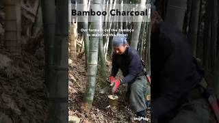 Culling bamboo to protect the forest in Japan