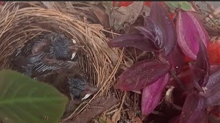 Nest in a hanging flowerpot ||ഞങ്ങടെ വീട്ടിൽ പൂ ചട്ടിയിൽ കുരുവി കുഞ്ഞുങ്ങൾ#MISTY WALK63