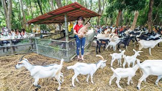 Building a Goat Pen with Bamboo & Iron Mesh, Buy a Herd of Goats to Raise