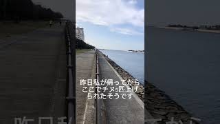 3/5釣果情報　西宮浜跳ね橋と公園前　フィッシングマックス芦屋店