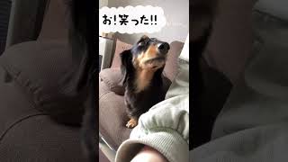 【ミニチュアダックスフンド】かまってほしくてちょっかいかけてくる犬