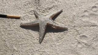 نجم البحر Walking Starfish