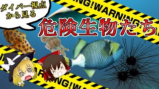 【ゆっくり解説】ダイバー視点から見る危険生物たち【ダイビング】