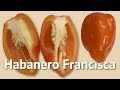 Habanero Francisca pod test - 2017 pepper review #34