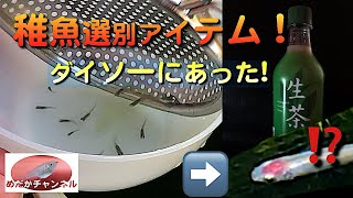 稚魚から大きく育ったメダカのサイズ分別に使った神アイテムとメダカに色がついた。