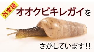 岸和田市地蔵浜町で外来種オオクビキレガイの分布調査を行いました（きしわだ自然資料館）