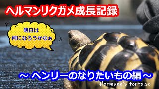 ヘルマンリクガメ飼育　ヘンリーのなりたいもの編