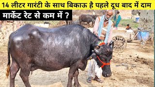 देखिए किसान की 14 लीटर वाली गाय गारंटी के साथ उपलब्ध | buffalo for sale #lucknowpashubajar