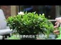 养花有虫子怎么办？园艺师教你，使用水乳剂，除虫非常方便