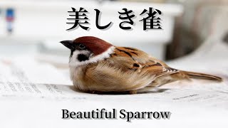 美しき雀- a beautiful sparrow-