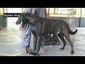 കടിക്കാൻ പറഞ്ഞാൽ കൊന്നിട്ട് വരും dutch shepherd dogs