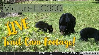 Live Trail Cam Footage // Bear, Turkey, Coyote, Deer, Raccoon // Victure HC300 Review