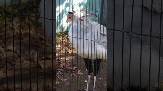 お気に入りの鳥　ヘビクイワシ　上野動物園