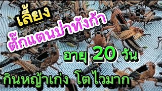 🦗ตั๊กแตนปาทังก้าโมจีน🦗อายุ20วันกินหญ้าเก่งโตไวมาก