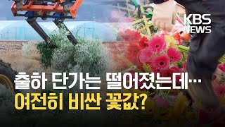 화훼농가는 폐기하는데…시중 꽃값은 왜 비싼가? / KBS 2021.01.30.