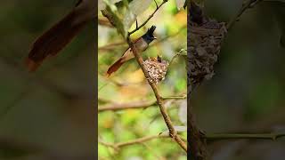 Indian Paradise Flycatcher Nest Activities in Purbasthali | Nesting Behavior in 4K #shorts