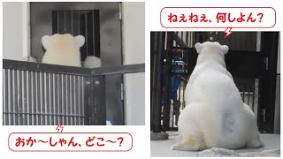 【しろくまピース】ピースちゃんの大好きな飼育員さん特集♪　2021/1月・３月　とべ動物園