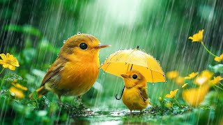 Soothing Piano, Bird sound & Rain 🕊️🎹🌿 Morning Nature Ambience to Refresh Your Mind