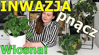 Spore sadzonki - pnącza w natarciu, czyli wiosenne przesadzanie! #micans #scandens #monkeymask