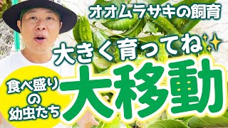 大量のオオムラサキ！ついに幼虫が丸々大きくなりました！オマケ動画必見です！