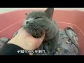 【ブリティッシュショートヘア】の仔猫ちゃんをご紹介いたします！