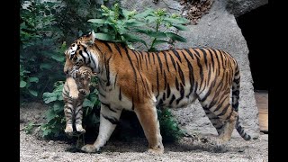 Tigress entrusted human life