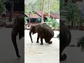 gajah terpincang pincang gajah elephant shorts