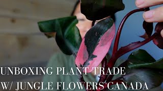 Unboxing Plant Trade from Jungle Flowers Canada