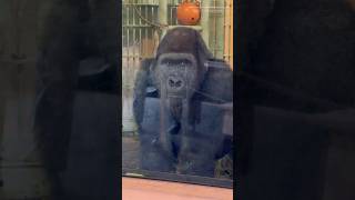 ゴリラ「ゲンタロウ」の可愛い\u0026綺麗な瞳👀🦍【京都市動物園】