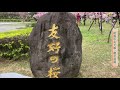 🌸2021賞櫻花去 桃園中央大學 河津櫻