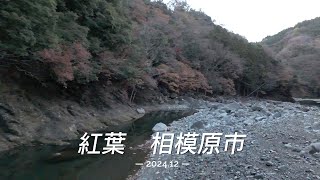 空撮 紅葉 2024 12 相模原市緑区