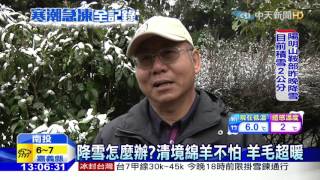 20160124中天新聞　睽違11年！清境降雪　綿羊群聚取暖