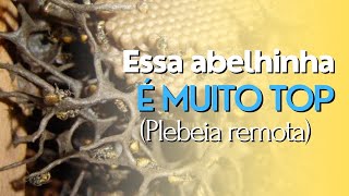 abelhas MIRIM GUAÇU AMARELA (Plebeia remota) plantel 🐝🥇#abelhassemferrao