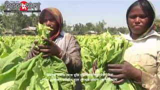 বিষবৃক্ষ তামাক চাষে ক্ষতিগ্রস্থ চাষি।। Tobacco Harming to Farmers