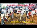 3-9-2024 வளர்ப்பு கன்று குட்டிகள் விற்பனை karimangalam cow market Dharmapuri district