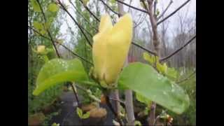 Flowering Trees We Grow.... Magnolia Yellowbird